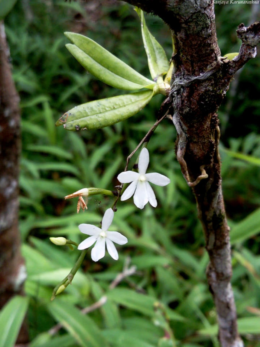 Aerangis hologlottis (Schltr.) Schltr.